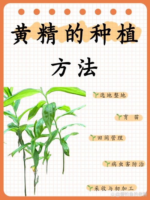 春季种黄精，关键管理技术有哪些？-图2