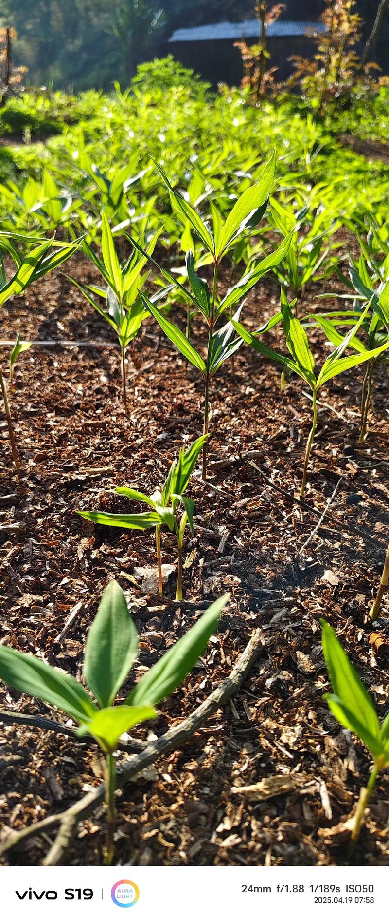 春季种黄精，关键管理技术有哪些？-图1