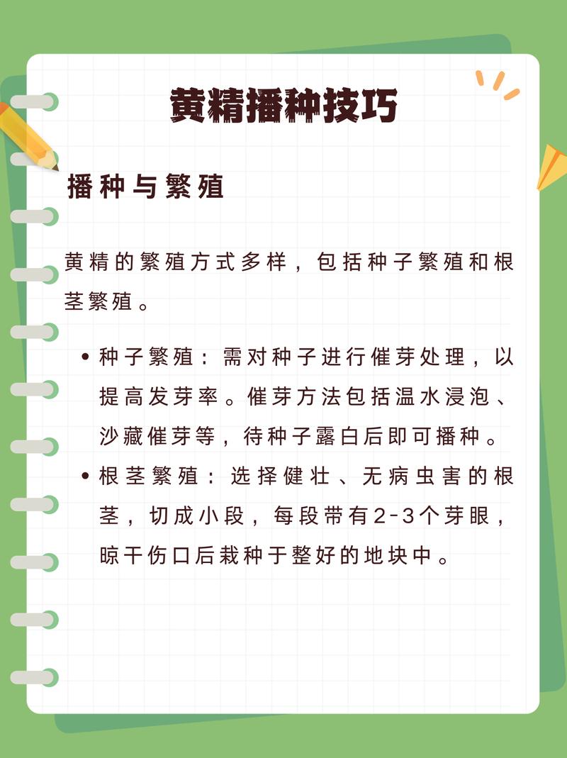春季种黄精，关键管理技术有哪些？-图3
