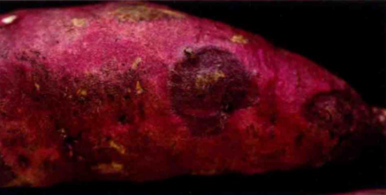 哪些甘薯品种抗黑斑病?-图1 哪些甘薯品种抗黑斑病?-图1