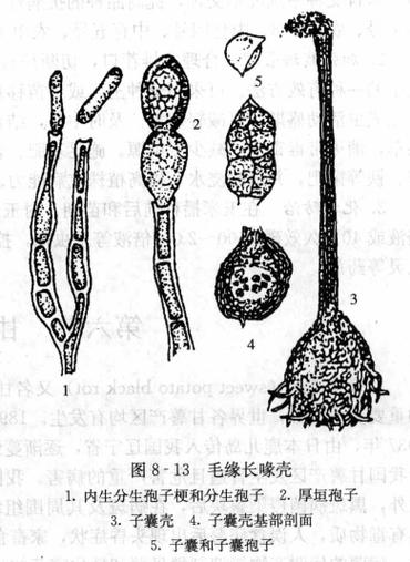 哪些甘薯品种抗黑斑病?-图2 哪些甘薯品种抗黑斑病?-图2