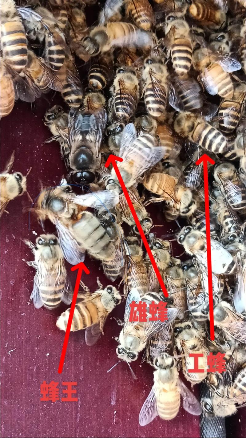 蜜蜂养殖技术视频全集该怎么学才有效?-图1 蜜蜂养殖技术视频全集该怎么学才有效?-图1