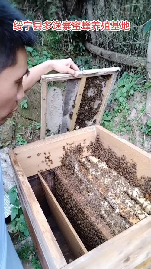 蜜蜂养殖技术视频全集该怎么学才有效?-图3 蜜蜂养殖技术视频全集该怎么学才有效?-图3