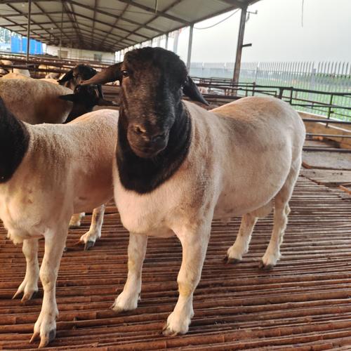 啥羊繁殖最快又长得大？-图2