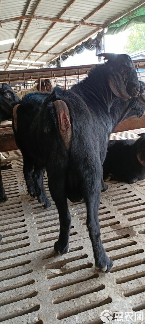 啥羊繁殖最快又长得大？-图1