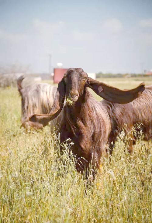 啥羊繁殖最快又长得大？-图3