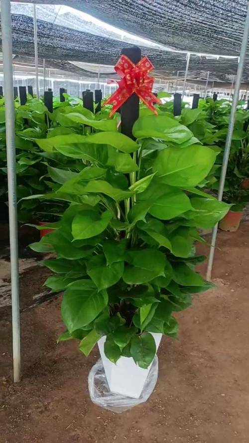 大叶绿萝品种有哪些？-图1