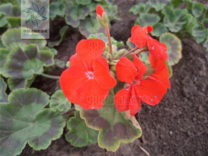 马蹄纹天竺葵有哪些常见品种？-图1