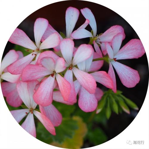 马蹄纹天竺葵有哪些常见品种？-图3