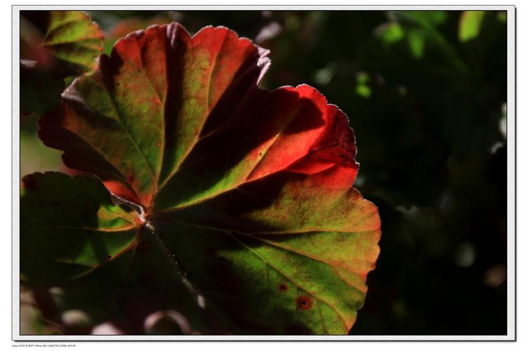 马蹄纹天竺葵有哪些常见品种？-图2