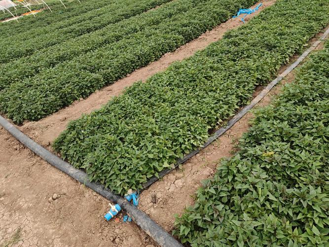 红薯种植视频有哪些关键技术要点？-图3
