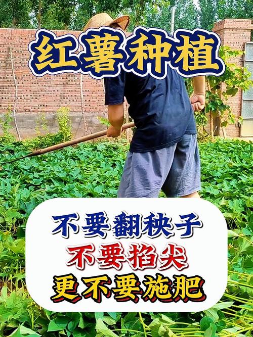红薯种植视频有哪些关键技术要点？-图1