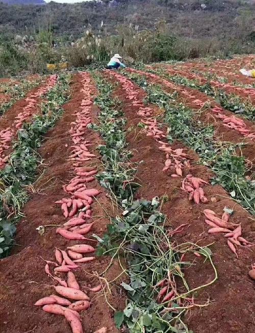 红薯种植视频有哪些关键技术要点？-图2