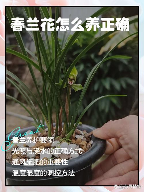 大兰花养殖技术有哪些关键点？-图2