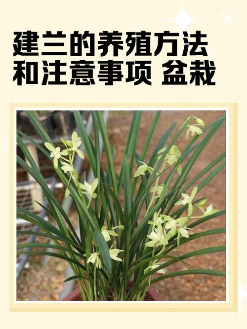 大兰花养殖技术有哪些关键点？-图1