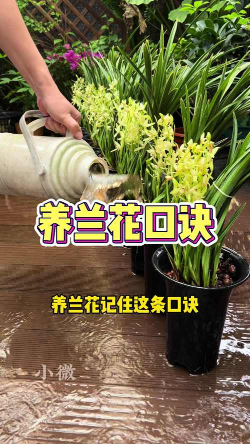 大兰花养殖技术有哪些关键点？-图3