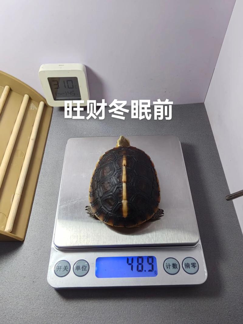 2025年黄缘龟苗价格会涨还是跌?-图1 2025年黄缘龟苗价格会涨还是跌?-图1