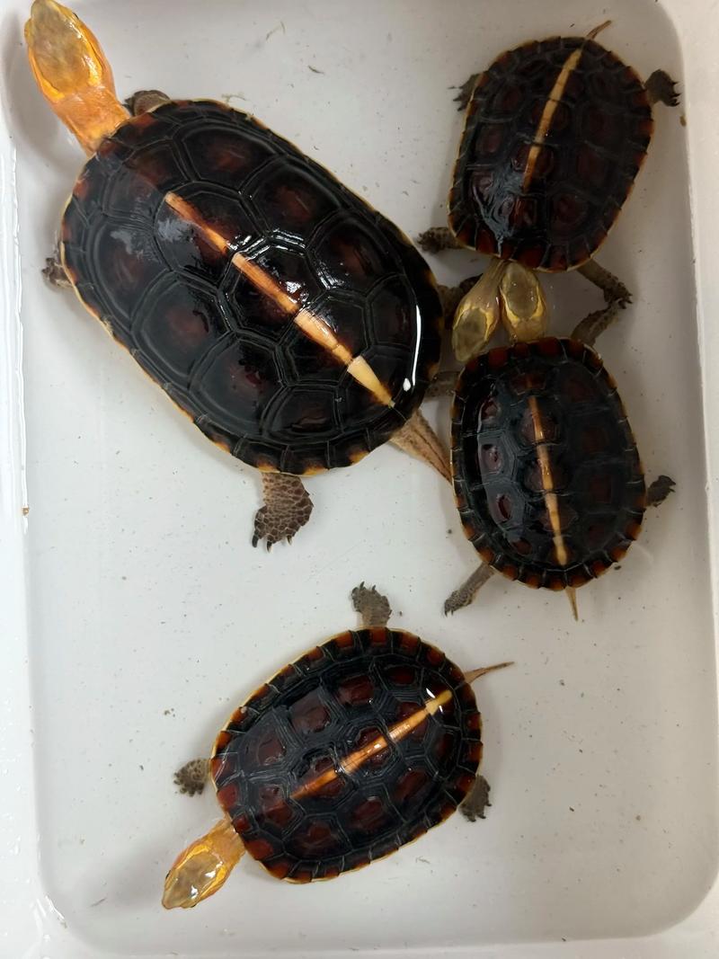 2025年黄缘龟苗价格会涨还是跌?-图3 2025年黄缘龟苗价格会涨还是跌?-图3