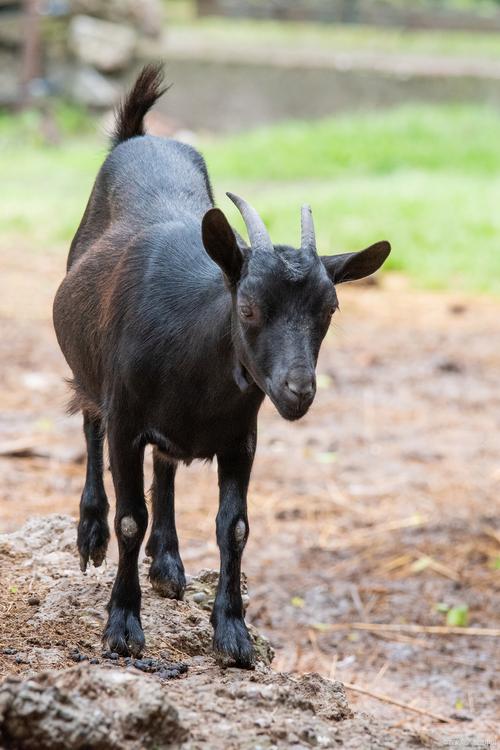 广西养黑山羊，哪个品种效益高？-图2