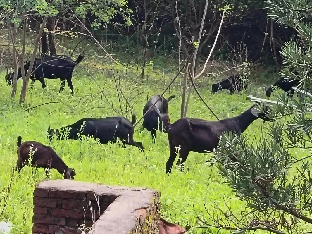 广西养黑山羊，哪个品种效益高？-图1