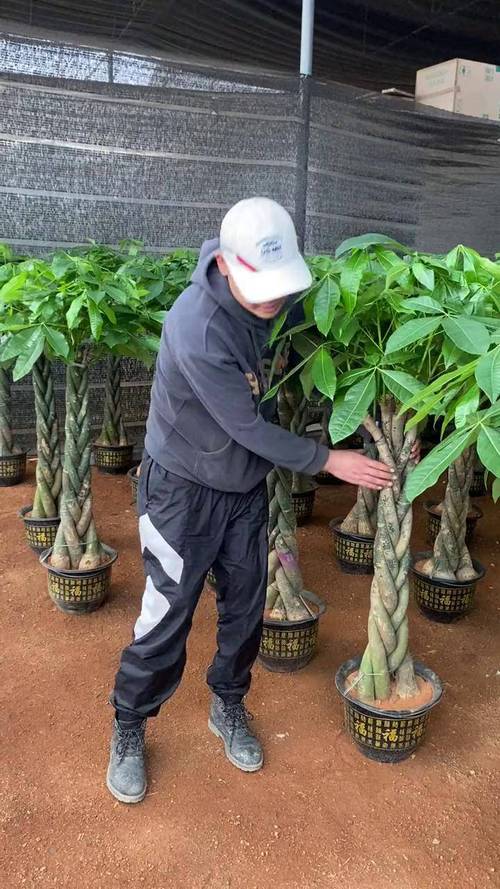 发财树嫁接选什么品种做砧木？-图3