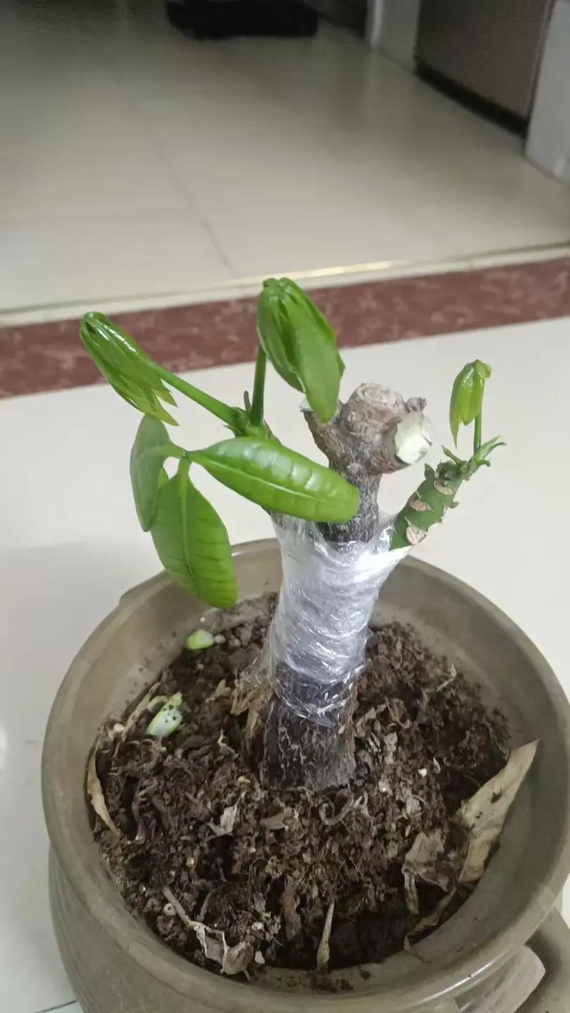 发财树嫁接选什么品种做砧木？-图1