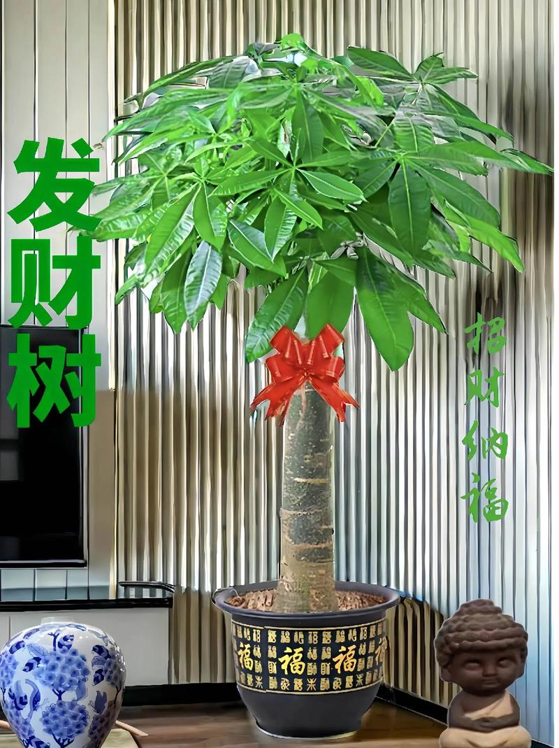 发财树嫁接选什么品种做砧木？-图2