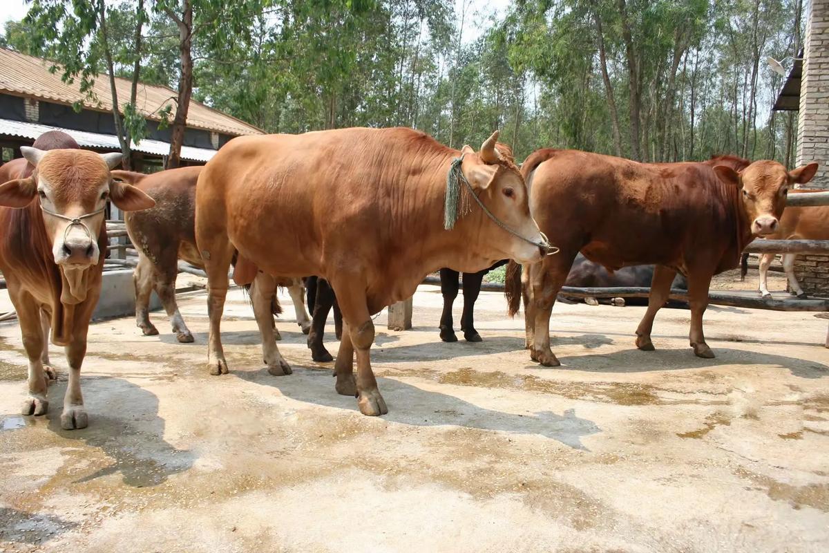 黄牛养殖技术视频，如何高效播放学习？-图1