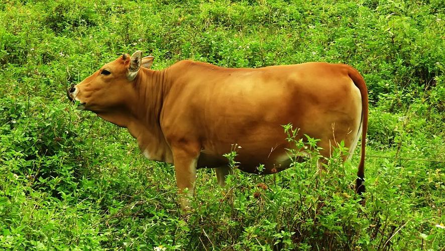 黄牛养殖技术视频，如何高效播放学习？-图2