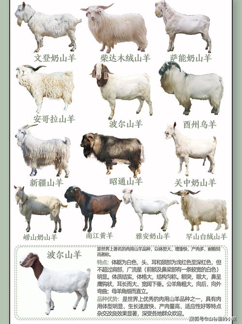 肉羊养殖品种怎么选？哪种效益更高？-图3