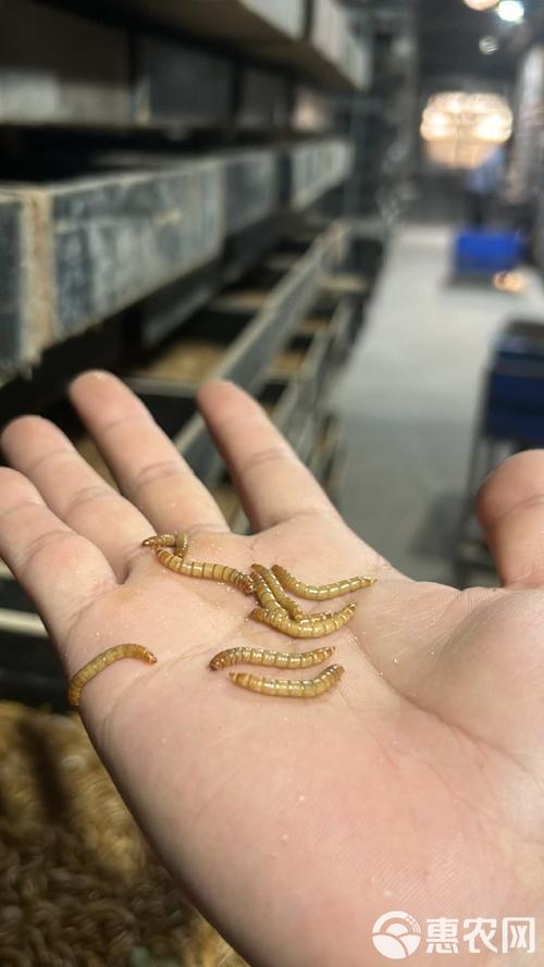 广西黄粉虫养殖技术培训如何入门?-图3 广西黄粉虫养殖技术培训如何入门?-图3