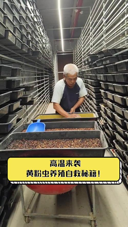 广西黄粉虫养殖技术培训如何入门?-图1 广西黄粉虫养殖技术培训如何入门?-图1