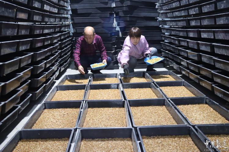 广西黄粉虫养殖技术培训如何入门？-图2