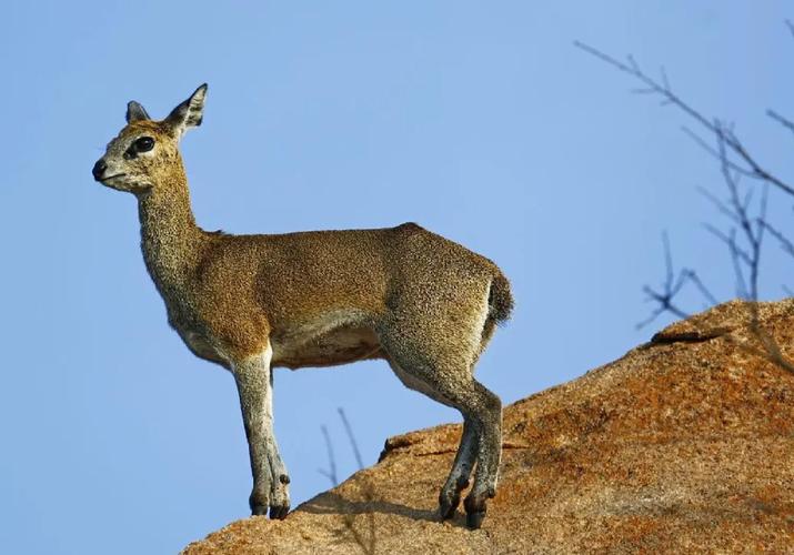 山里羊都有哪些品种？-图2