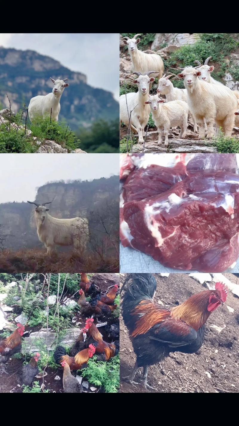 山里羊都有哪些品种？-图3