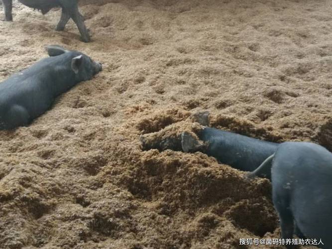 农村发酵床养猪技术视频怎么做?-图1 农村发酵床养猪技术视频怎么做?-图1