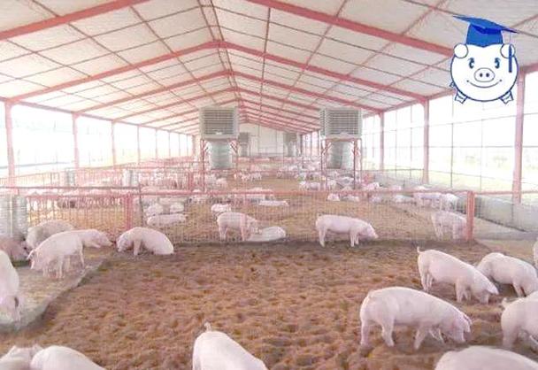 农村发酵床养猪技术视频怎么做?-图3 农村发酵床养猪技术视频怎么做?-图3