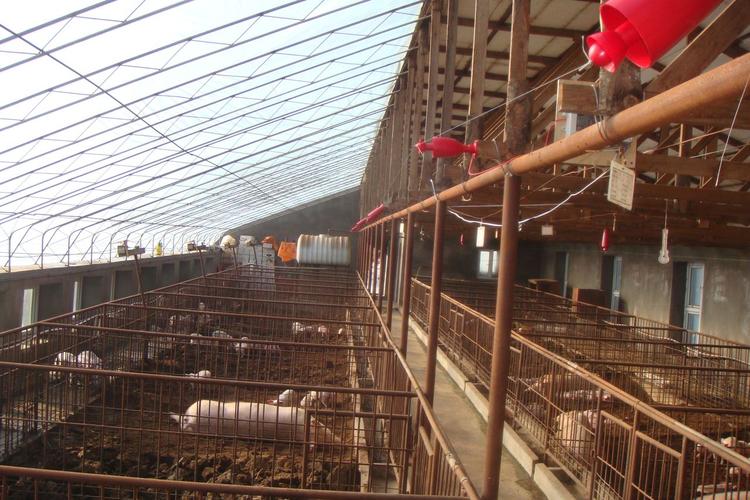 农村发酵床养猪技术视频怎么做？-图2