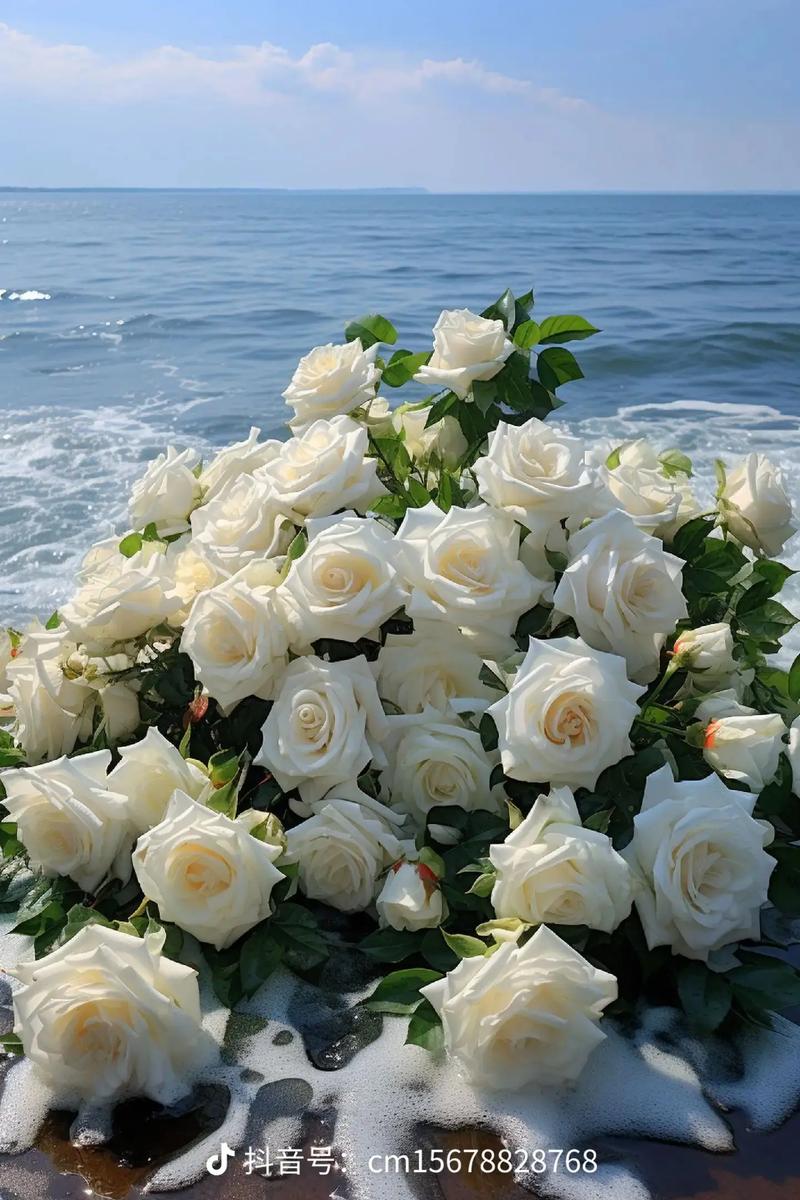 哪些白玫瑰品种既好看又好养？-图3