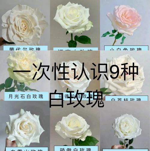 哪些白玫瑰品种既好看又好养？-图1