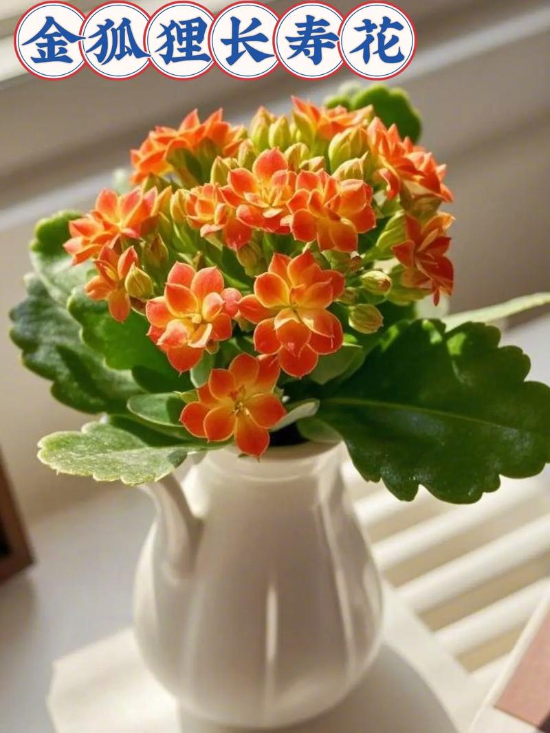 好看好养的花品种有哪些-图3