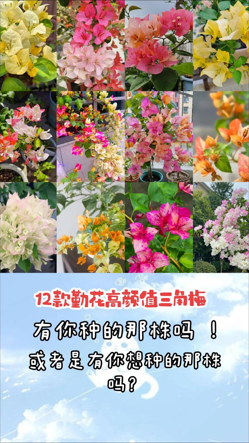 好看好养的花品种有哪些-图1
