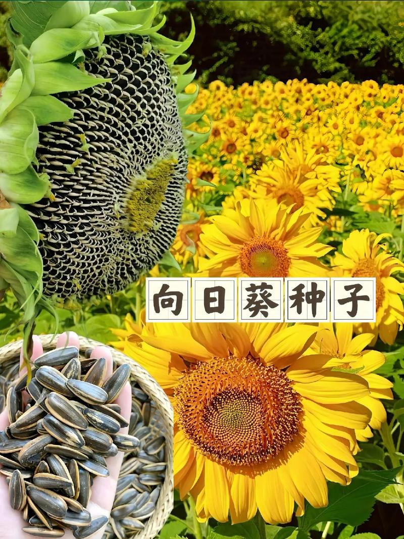哪种向日葵品种最好吃？-图1