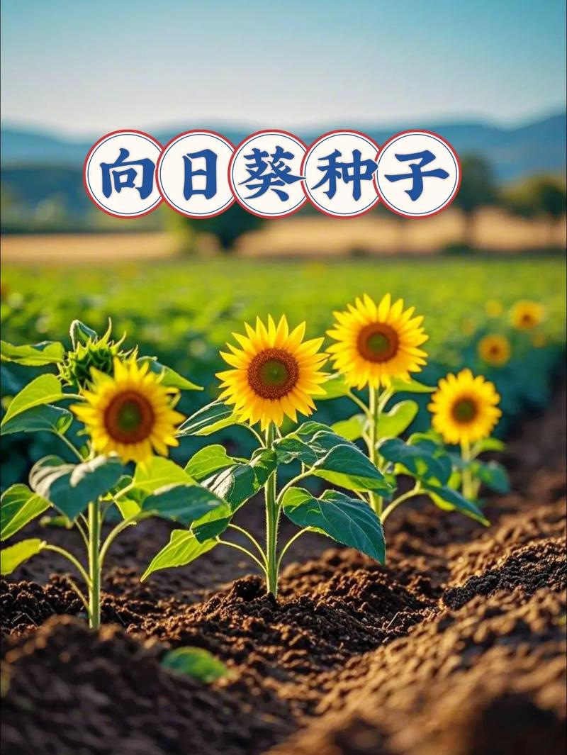 哪种向日葵品种最好吃？-图3