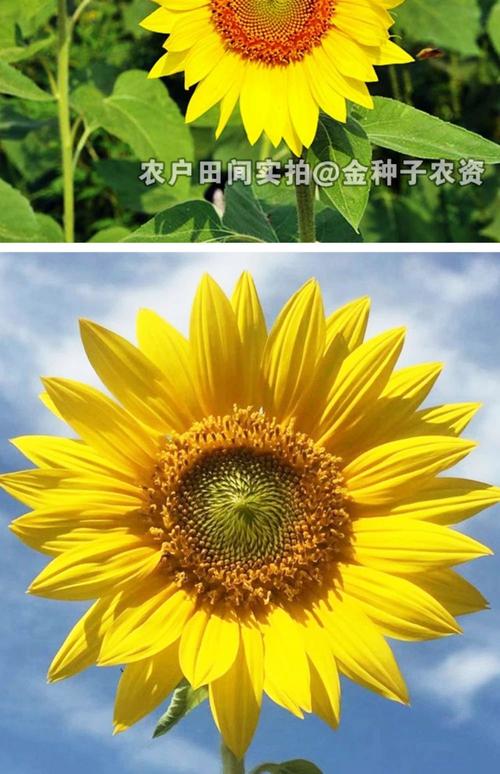 哪种向日葵品种最好吃？-图2
