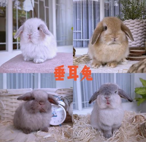 养肉兔选什么品种最合适？-图1