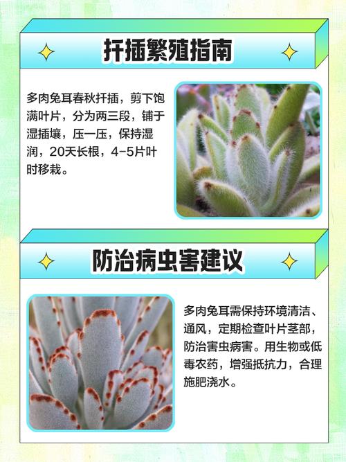 养肉兔选什么品种最合适？-图3