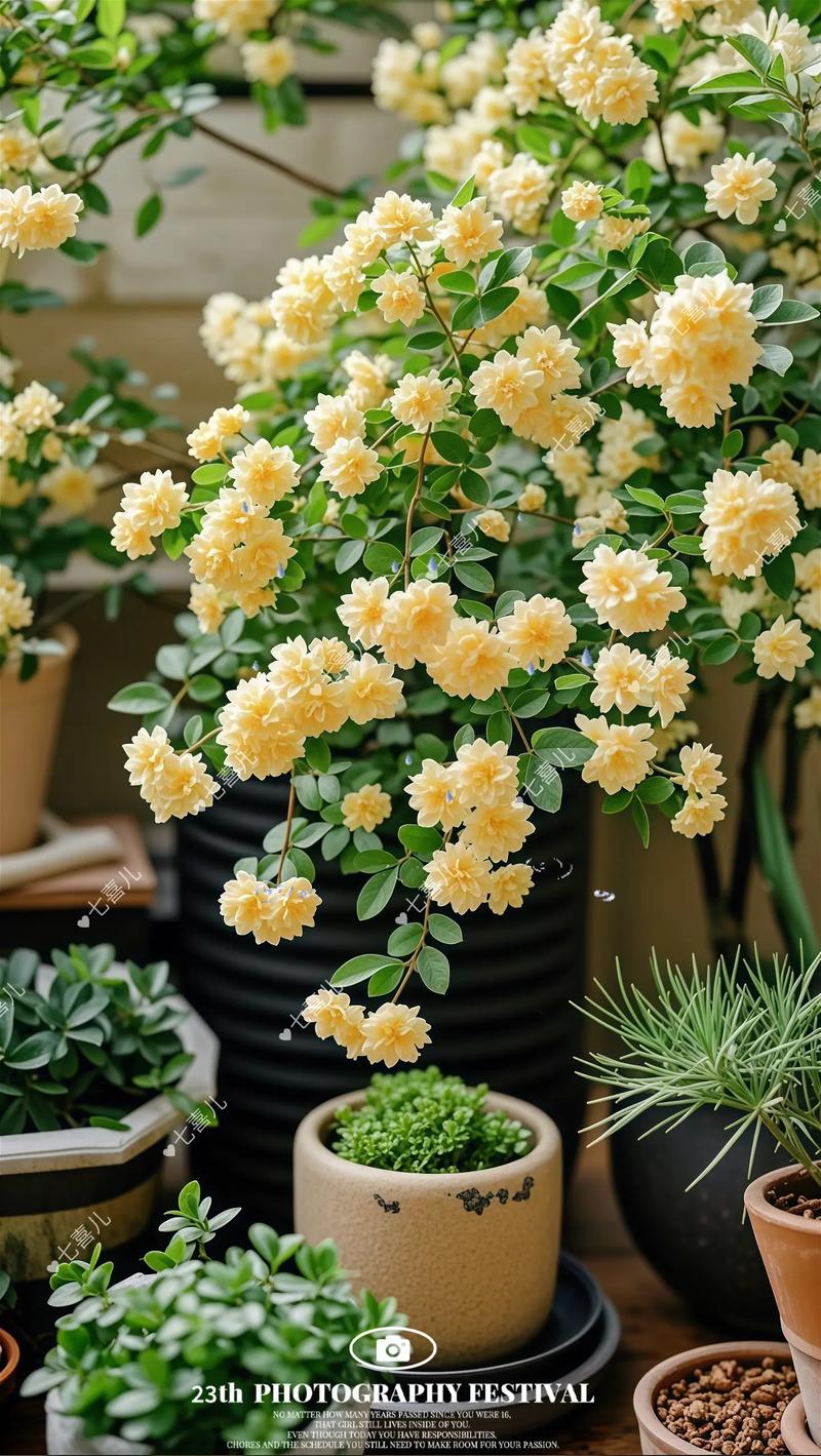 木香花哪个品种花期最长？-图2