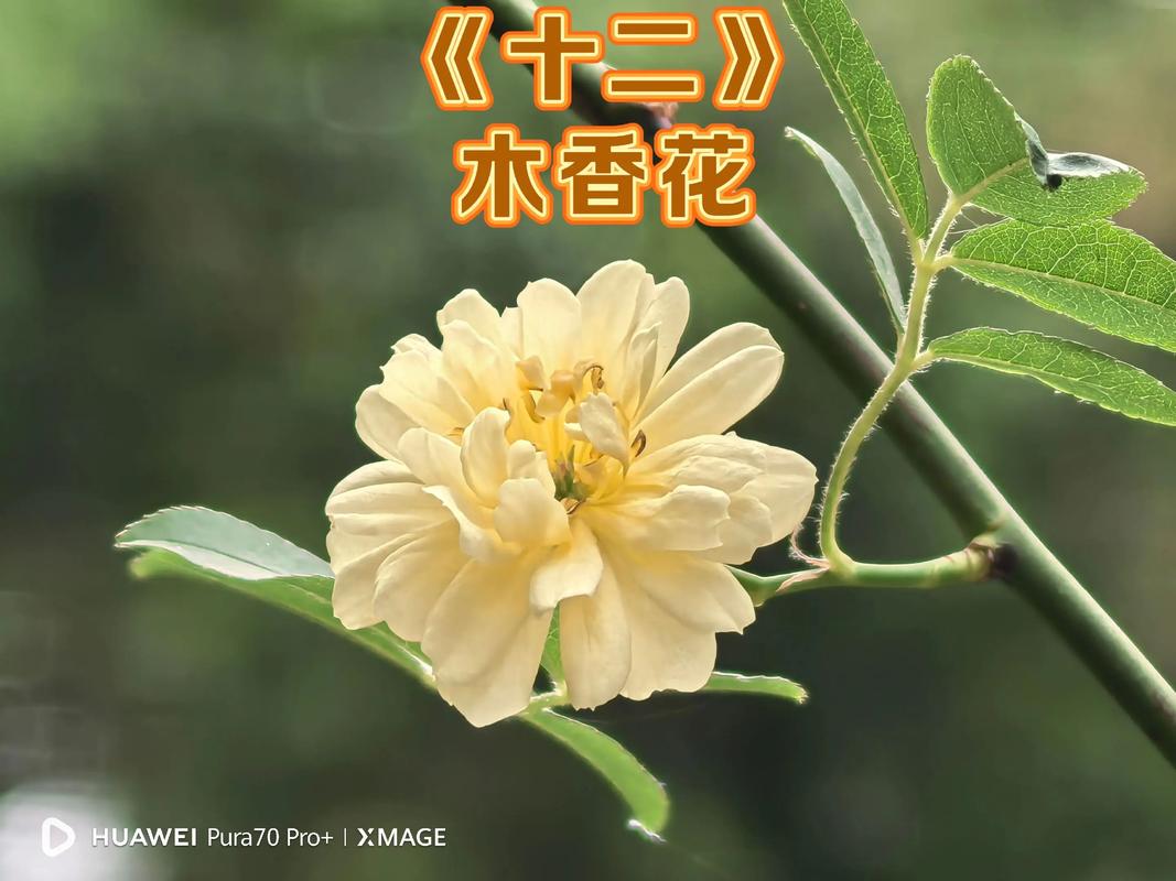 木香花哪个品种花期最长？-图1