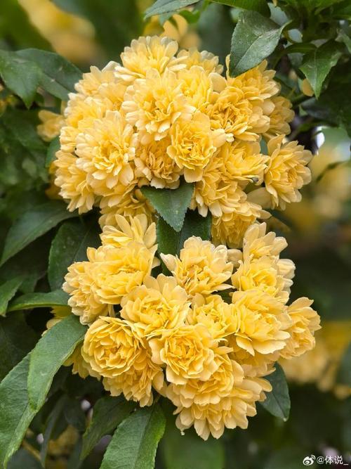 木香花哪个品种花期最长？-图3